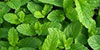 Manufacturers & Suppliers of Mint Syrups