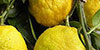 Manufacturers & Suppliers of Yuzu Syrups